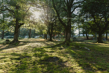 green park morning sunrise sunlight through the tree in Nara Japan.