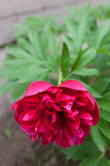 Peony flowering in garden