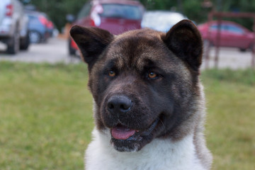 Cute american akita close up. Pet animals.