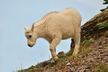 Baby Mountain Goat