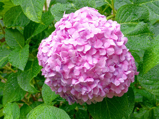 vibrant violet colored hortensia wet flower close up, green foliage  background