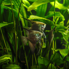A green beautiful planted tropical freshwater aquarium with fishes.Zebra angelfish (pterophyllum...
