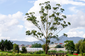 Obraz premium fresh big green tree on sky background