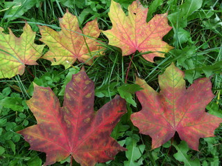 Maple leaves on grass