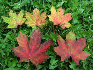 Naklejka na ściany i meble Maple leaves on grass