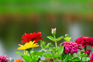 Beautiful Vintage flower background - vintage filter effect