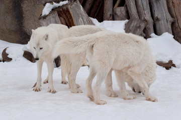 Fototapeta premium Trzy dzikie wilki z tundry alaskańskiej bawią się na białym śniegu. Canis lupus arctos. Wilk polarny lub biały wilk.