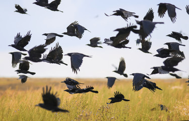 flock of black birds crows and rooks fly flock over plem in autumn against blue sky © nataba