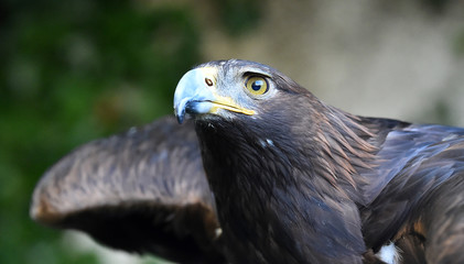 cabeza de aguila real