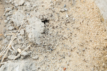 Black ants in desert near an anthill . Sugar ants gather around the hole of their nest . closeup soil around the ant's nest on the ground . Nests ant or small round ant escape holes in the garden.