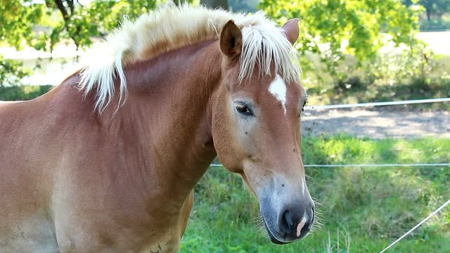 Portrait of brown horse shake with head