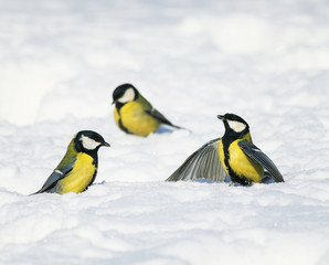 little beautiful birds of bright Tits flew to the new year's winter garden and argue, looking for food in the white snow on a clear  day