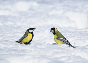 Fototapeta premium a pair of small beautiful birds bright Tits flew to the new year's winter garden and are looking for food in the white snow on a clear Sunny day