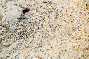 Black ants in desert near an anthill . Sugar ants gather around the hole of their nest . closeup soil around the ant's nest on the ground . Nests ant or small round ant escape holes in the garden.