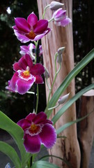 purpur miltona orchideebl&uuml;te