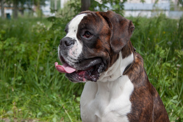 Cute brindle boxer puppy close up. Pet animals.