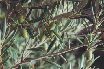 Green olives in a olive tree branch. Olive tree with green olives, close up. Concept of olives,...
