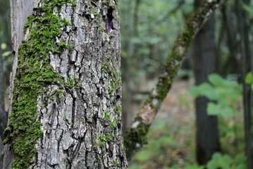 The trunk of an old tree covered with moss in the autumn forest