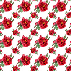 Pattern of Red peonies. Passionate flowers on a white background