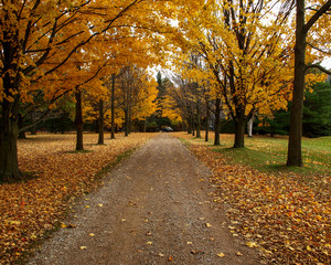 Fototapeta na wymiar Golden leaves on the fall path 