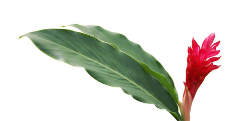 Red Ginger (Alpinia purpurata) Flower with Green Leaves Isolated on White Background