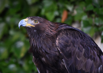 golden eagle