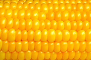 Fragment of corn cob with yellow ripe raw grains without leaves close up texture for backdrop