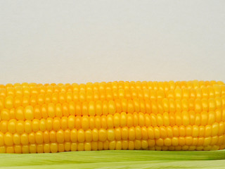 Corn cob with yellow ripe raw grains lies on the light green corn leaves on a neutral background copy space