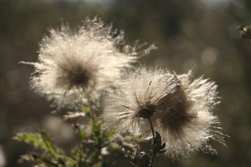 dry seed thistle white fluffy