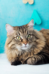 Siberian long haired cat. Blue romantic background. Close up.