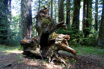 Fototapeta na wymiar The ghost in the tree, Muir Woods