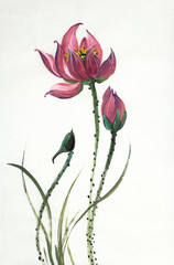 bright lotus flower