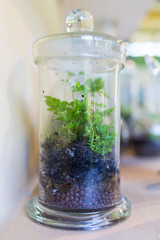 Plants grow in closed glass jars, a problem of ecology.