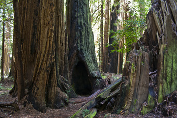 Tree trunks in Muir Woods, California