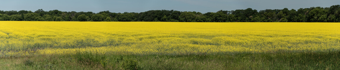 field of canola