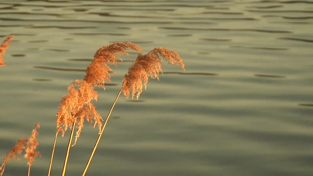 pennacchi sulla riva del lago