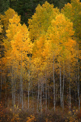 Fototapeta premium Autumn Aspen Trees Fall Colors Golden Leaves and White Trunk