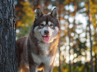 husky summer portrait © Алексей Белов