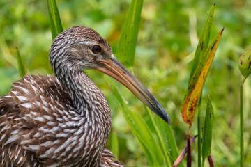 Study of a beautifully mottled Limpkin in its natural wetland habitat