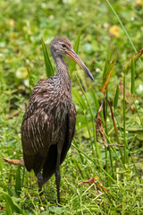 Study of a beautifully mottled Limpkin in its natural wetland habitat