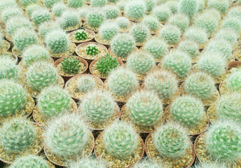 Mini Cactus pot at cactus nursery farm