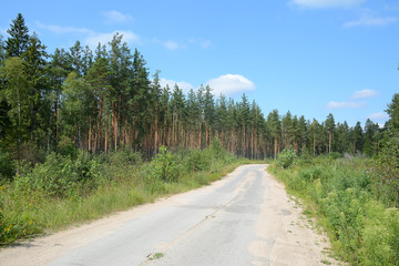 Fototapeta na wymiar Road through pine forest