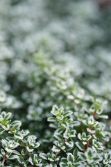 Frost on thyme, first frost.