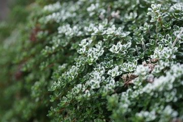 Frost on thyme, first frost.