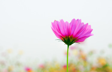 Pink cosmos flower with orange flower blur background.