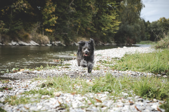 schwarzer Hund l&auml;uft am Kiesweg am Fluss
