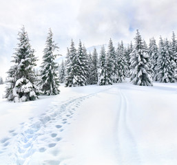 Winter landscape of mountains with path with footprints in snow following in fir forest and glade....