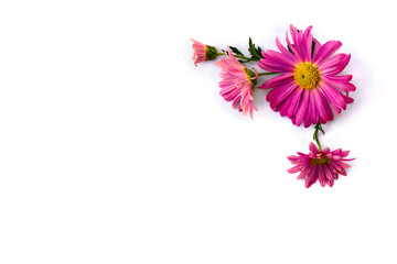 Bouquet of flowers pink chrysanthemum on a white background with space for text. Top view, flat lay