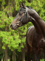 Fototapeta na wymiar portrait of beautiful black Trakehner stallion posing at tree background