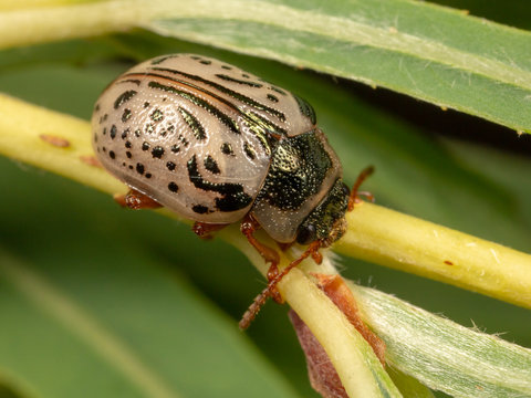 Common Willow Calligrapha Beetle (Calligrapha multipunctata)
